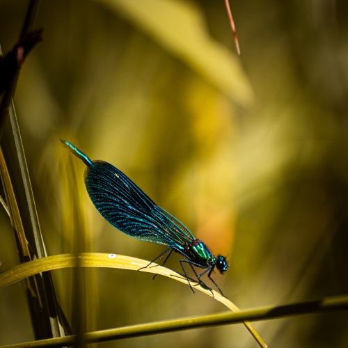 Frederic Mere foto_kiil